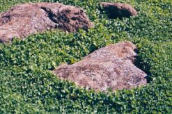 Γκαζόν διχόνδρα (Dichondra) Fito