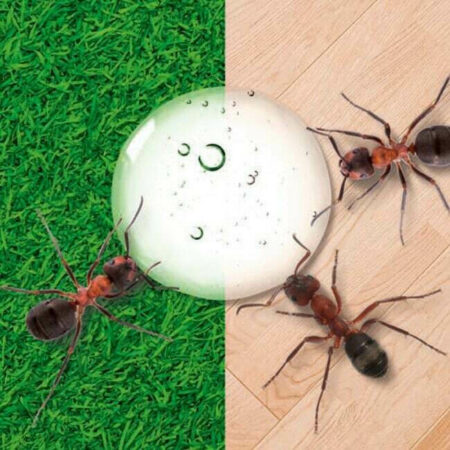 Η σταγόνα του τζελ χρησιμοποιείται ως ελκυστικό και μεταφέρεται στη φωλιά από τα μυρμήγκια